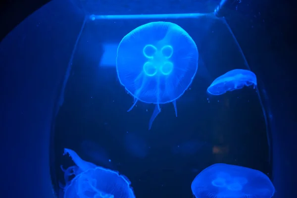 Four-leaf clover jellyfish in tropical marine aquarium