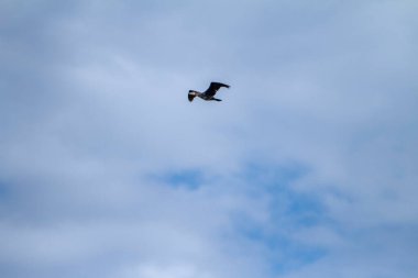 İtalya 'da gökyüzünde karabatak uçuyor