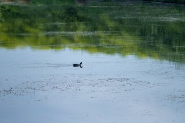 İtalyan bataklık gölünde yüzüyorlar.