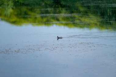 İtalyan bataklık gölünde yüzüyorlar.