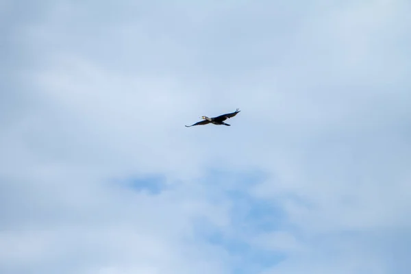 Cormorant Flying Clear Sky Italy — Stock Photo, Image