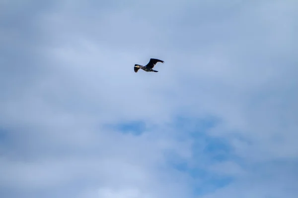 Cormorant flying in clear sky in Italy — Stock Photo, Image