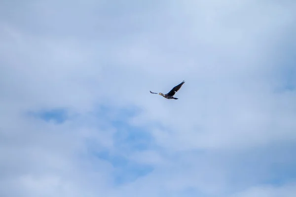 Corvo-marinho voando no céu limpo na Itália — Fotografia de Stock