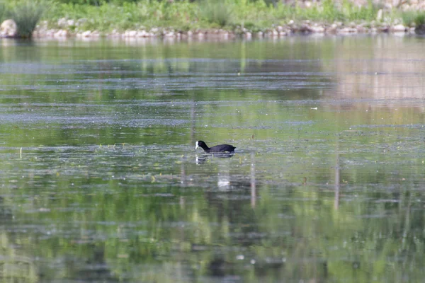 Foulque nager sur le lac marais italien — Photo