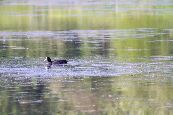 Coot úszás az olasz mocsári tavon — Stock Fotó