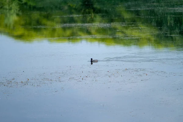 Foulque nager sur le lac marais italien — Photo