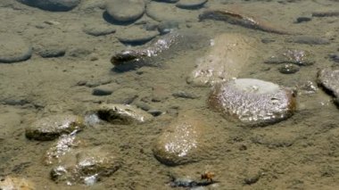 Yavaş çekim etkisi olan bir derenin suyunda arı içmesi