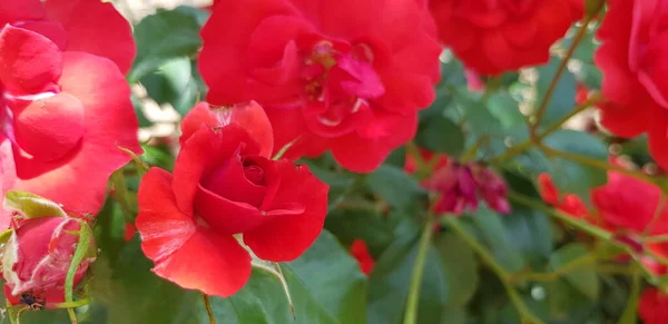 Gül Bahçesindeki Kırmızı Güller Güneşte Yetişir — Stok fotoğraf