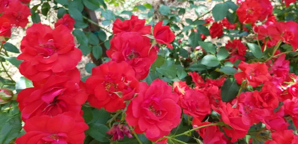 Rode Rozen Rozentuin Gekweekt Tuin Zon — Stockfoto