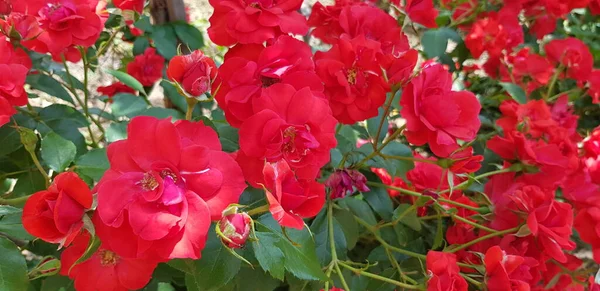 Rosas Rojas Jardín Rosas Cultivadas Jardín Sol —  Fotos de Stock