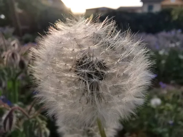 Karahindiba Çiçeği Güneşte Yapraklarla Çiçek Açtı — Stok fotoğraf