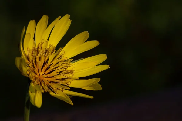 Fleur Pissenlit Fleurie Avec Des Pétales Soleil — Photo