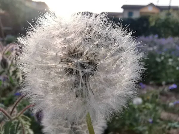 Квітка Кульбаби Розквітла Пелюстками Сонці — стокове фото