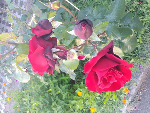 Czerwone Róże Ogrodzie Różanym Uprawiane Ogrodzie Słońcu — Zdjęcie stockowe