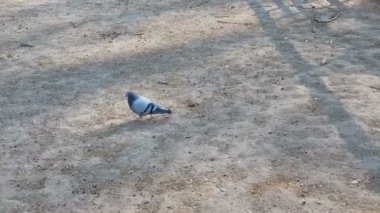 Reggio Emilia 'daki keçi parkında gezinen güvercinler.