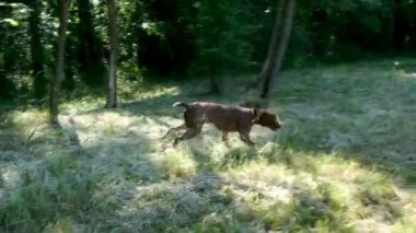 av köpeği Kurzhaar Alman brakco bıldırcın avında, sıkı arama ve taşıma