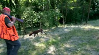 av köpeği Kurzhaar Alman brakco bıldırcın avında, sıkı arama ve taşıma