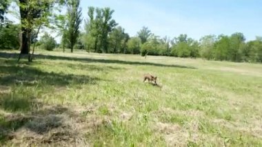 av köpeği Kurzhaar Alman brakco bıldırcın avında, sıkı arama ve taşıma