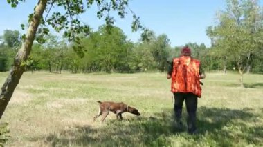 av köpeği Kurzhaar Alman brakco bıldırcın avında, sıkı arama ve taşıma
