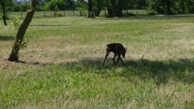 av köpeği Kurzhaar Alman brakco bıldırcın avında, sıkı arama ve taşıma