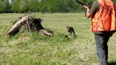 av köpeği Kurzhaar Alman brakco bıldırcın avında, sıkı arama ve taşıma