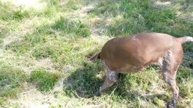 av köpeği Kurzhaar Alman brakco bıldırcın avında, sıkı arama ve taşıma