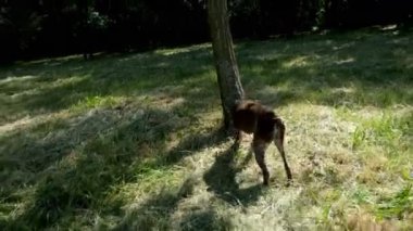 av köpeği Kurzhaar Alman brakco bıldırcın avında, sıkı arama ve taşıma
