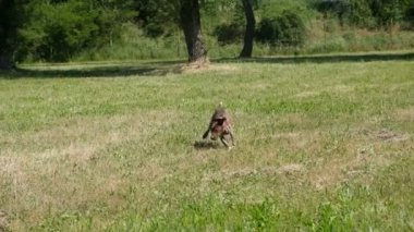 av köpeği Kurzhaar Alman brakco bıldırcın avında, sıkı arama ve taşıma