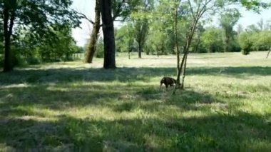 av köpeği Kurzhaar Alman brakco bıldırcın avında, sıkı arama ve taşıma