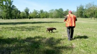 av köpeği Kurzhaar Alman brakco bıldırcın avında, sıkı arama ve taşıma