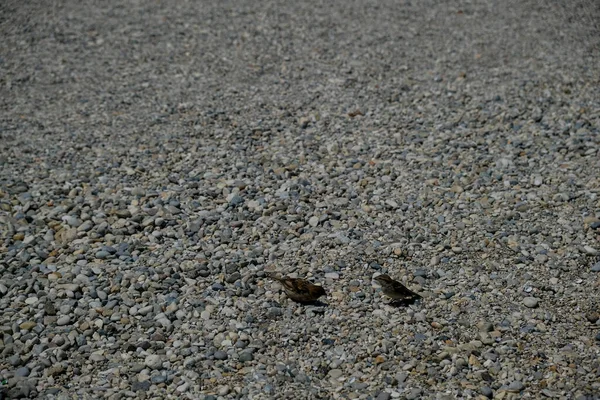 Garda Gölü Nün Çakıl Taşı Kıyısındaki Kuş Serçesi — Stok fotoğraf