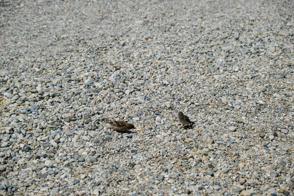 加尔达湖砾石海岸上的雀鸟 — 图库照片