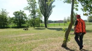 av köpeği Kurzhaar Alman brakco bıldırcın avında, sıkı arama ve taşıma