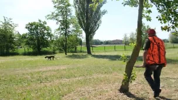 Berburu anjing Kurzhaar Jerman bracco dalam tindakan berburu dengan burung puyuh, pencarian yang tegas dan carry-over — Stok Video