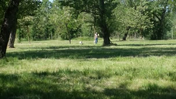 Chien de chasse Kurzhaar Bracco allemand dans l'action de chasse avec des cailles, recherche ferme et report — Video