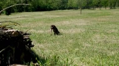 av köpeği Kurzhaar Alman brakco bıldırcın avında, sıkı arama ve taşıma