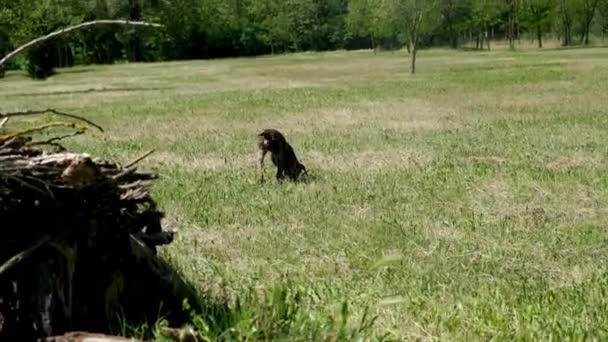 Hunting dog Kurzhaar German bracco in hunting action with quails, firm search and carry-over — Stock Video