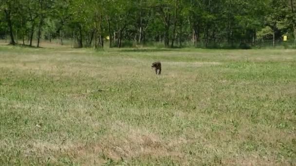 狩猟犬Kurzhaarドイツのタバコで狩りアクションでウズラ,しっかりと検索し、キャリーオーバー — ストック動画