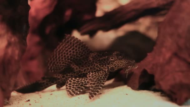 Plecostomus bodemvissen in aquarium met richel — Stockvideo