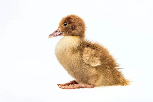 Little, funny duckling — Stock Photo, Image