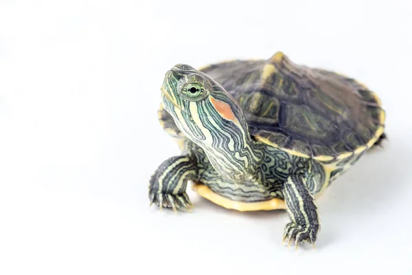 Tortue isolée sur fond blanc — Photo