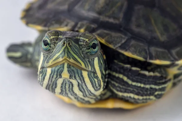 Tortue isolée sur fond blanc — Photo