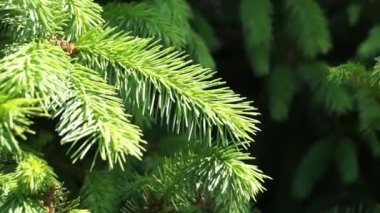 Ormandaki çam ağacı.