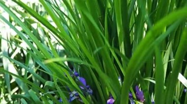 yeşil çimen çiçek.