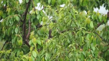 Bahçede yaz yağmuru.