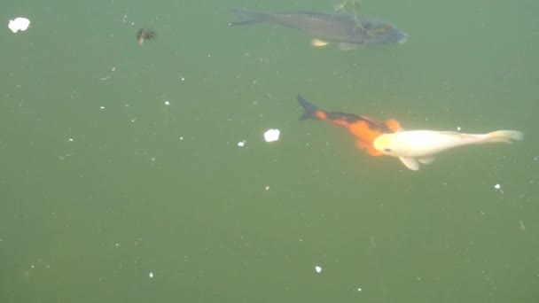 Coloridos peces nadando en el estanque . — Vídeos de Stock