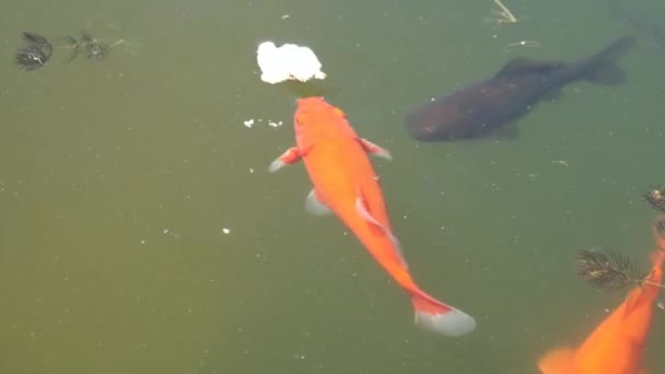 Poisson coloré nageant dans l'étang . — Video