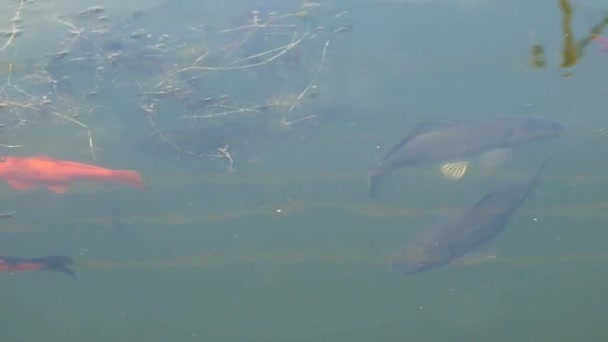Coloridos peces nadando en el estanque . — Vídeos de Stock