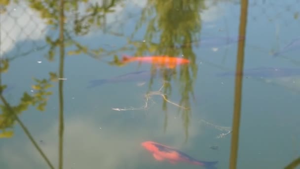 Färgglada fiskar som simmar i dammen. — Stockvideo