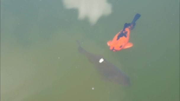 Peixes coloridos nadando na lagoa . — Vídeo de Stock